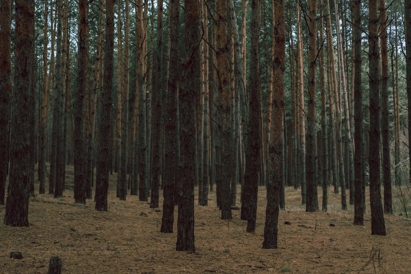 Tall, dense pine trunks in a quiet forest