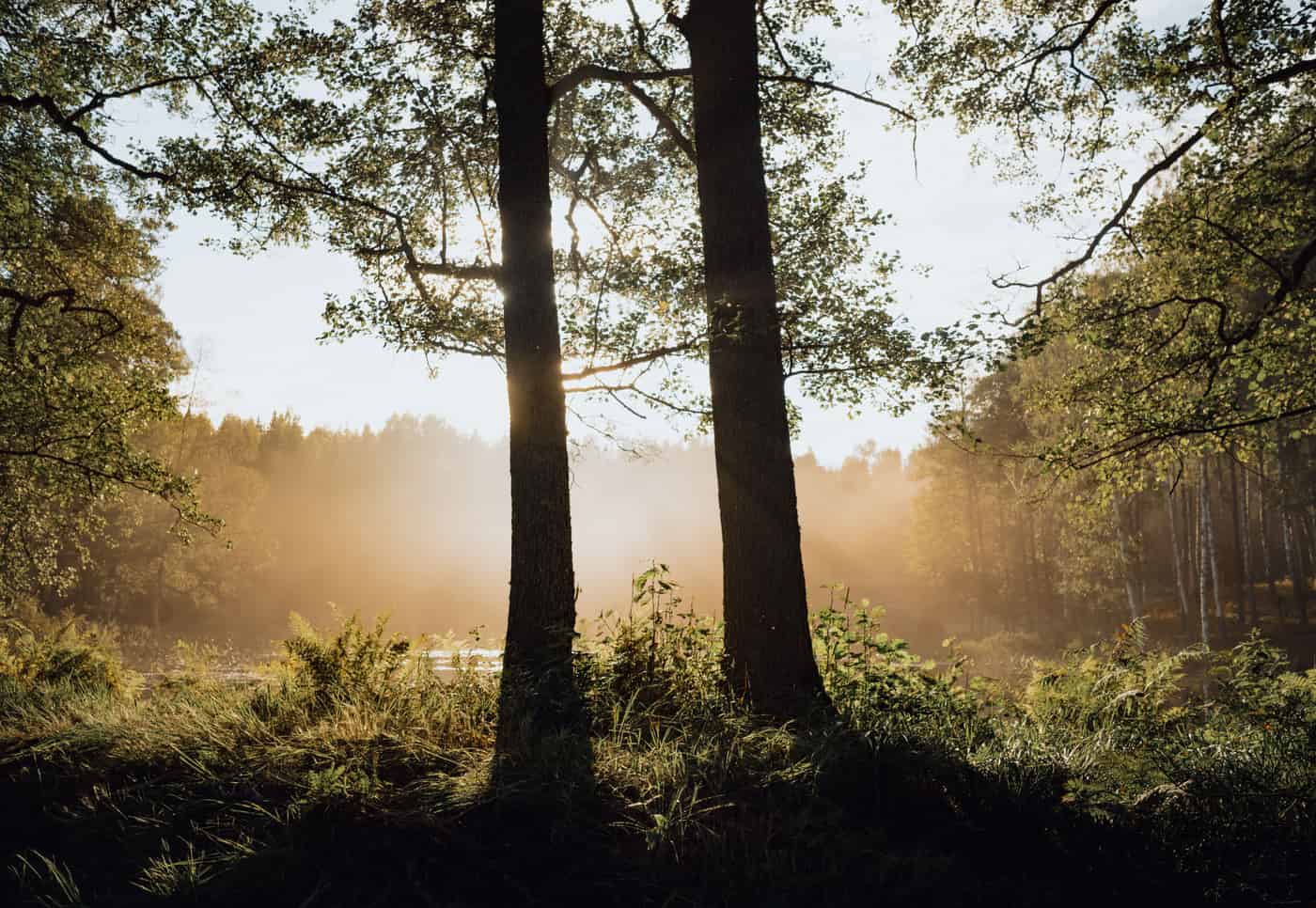 Sun rays breaking through trees and morning fog in a forest