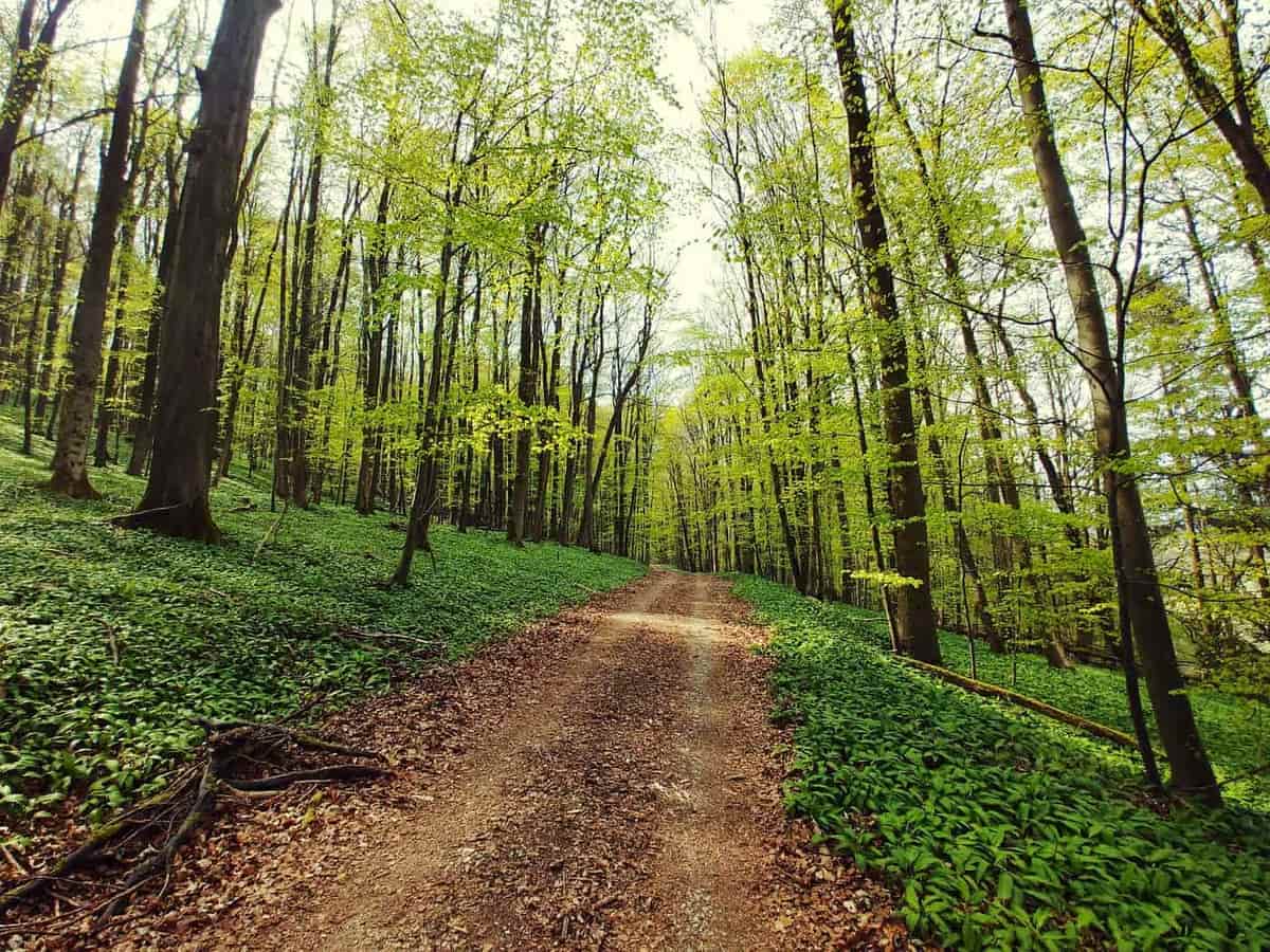 A forest path under bright green spring leaves