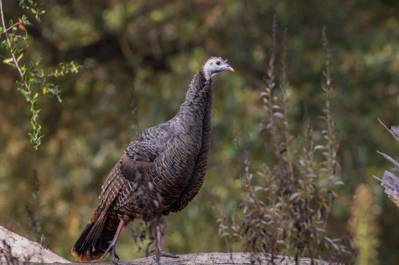 A wild turkey standing on a log surrounded by greenery