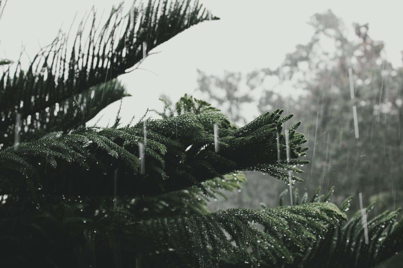 Rain-soaked pine branches in a forest