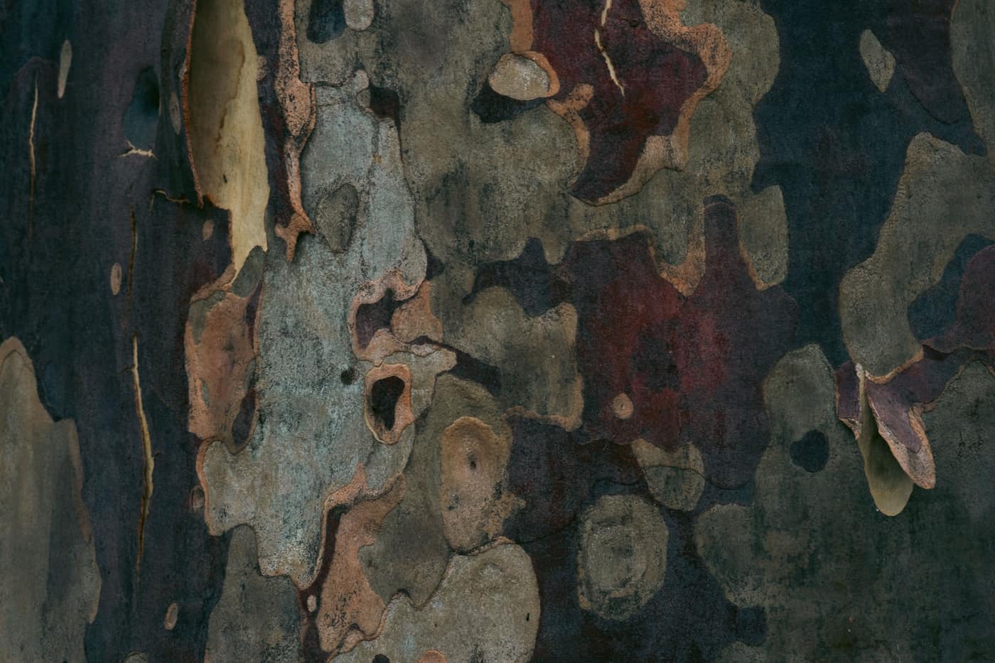 A close-up of rough tree bark in earthy browns and grays