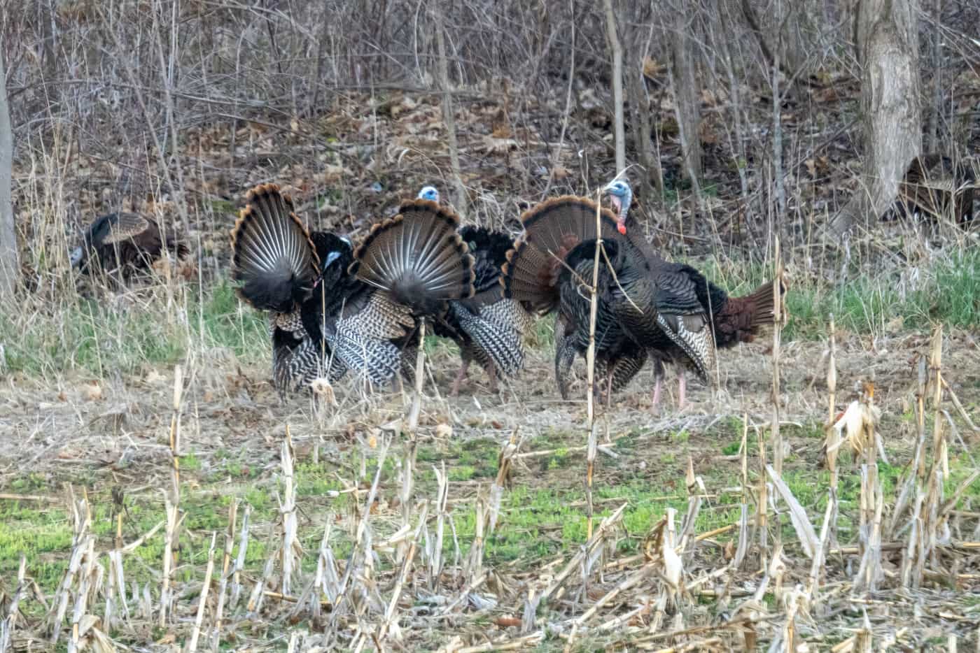 A group of wild turkeys with fanned tails in a fall forest