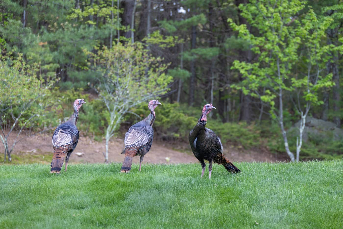 Three wild turkeys walking through a green grass field