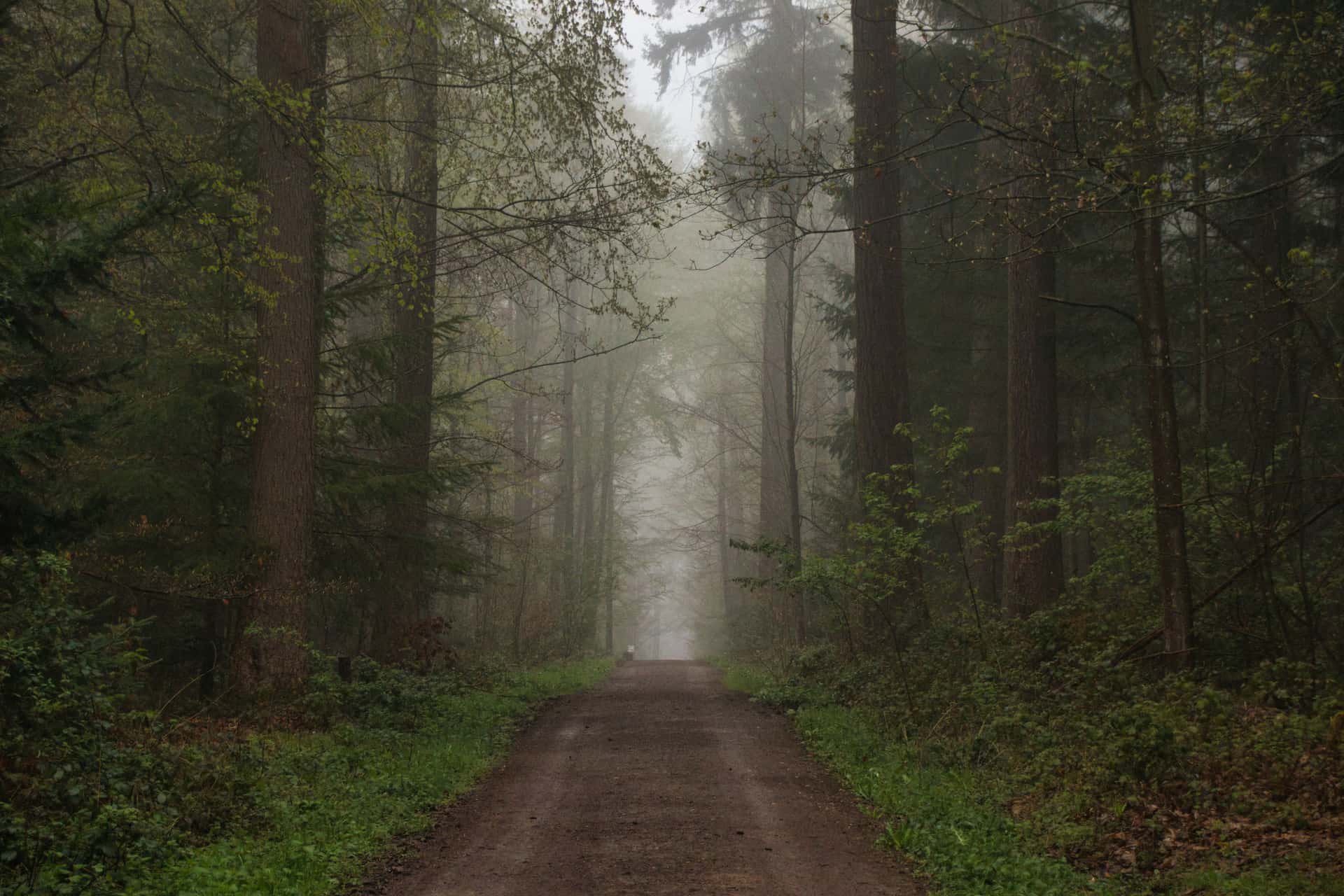 A dirt road running through misty spring woods at first light